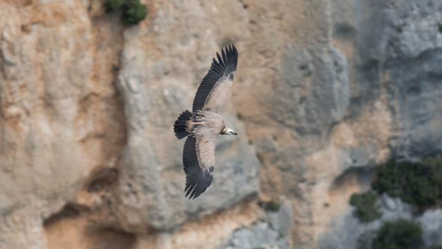 Rapaces visibles en FranceVol d'un aigle