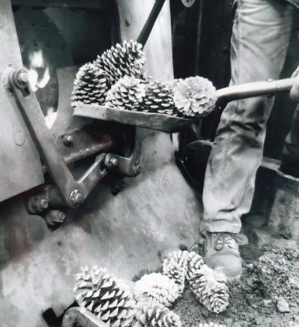 Alimentation du train à vapeur avec les pignes de pins