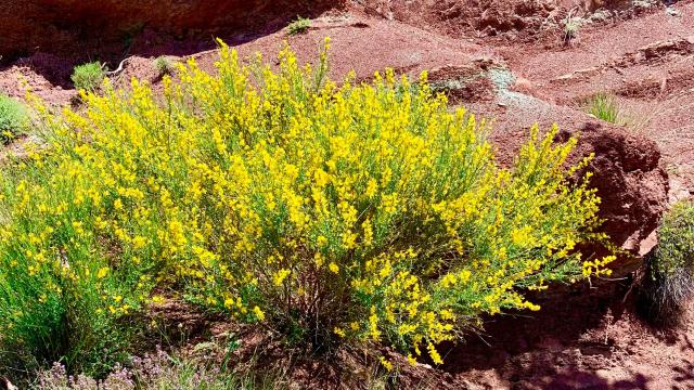 Végétation Gorges de Daluis
