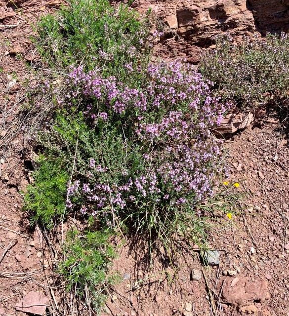 Une faune et une flore particulière