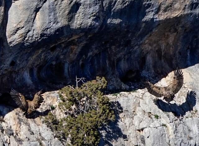 La nidification des vautours