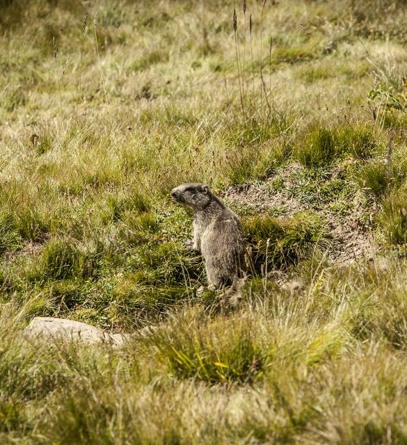 Marmottes dans le Val d'Allos