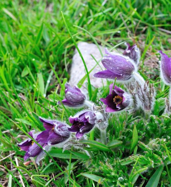 Pulsatilla
