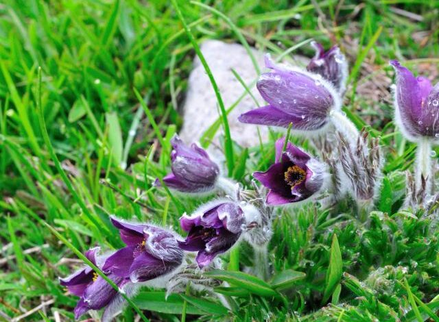 Anémones pulsatilles, fleurs sauvages à laisser sur place