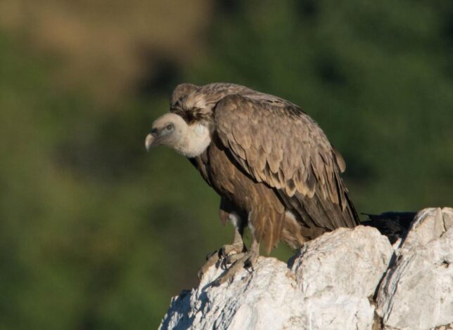 Aegypius monachus Black vulture