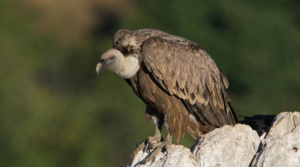 Aegypius monachus Black vulture