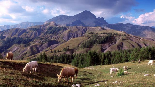 Les vaches dans le parc de Mercantour