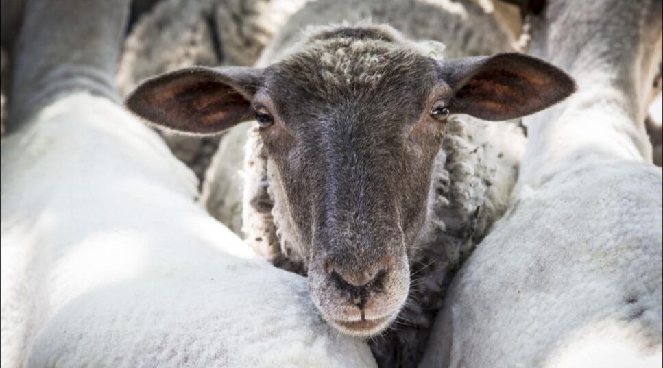 La viande de l'agneau