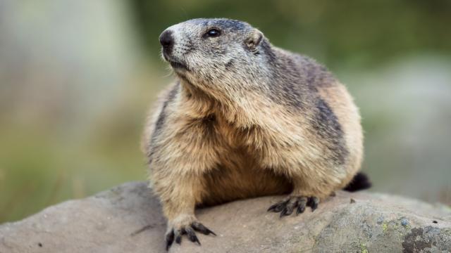 Marmottes et marmottons