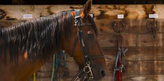 Monter à cheval dans le verdon