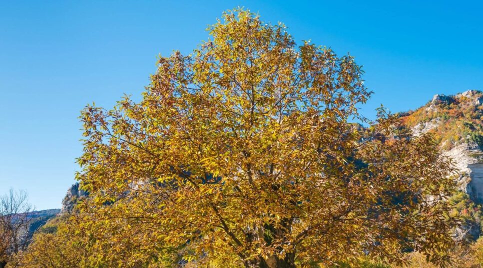 Le châtaignier est un arbre majestueux