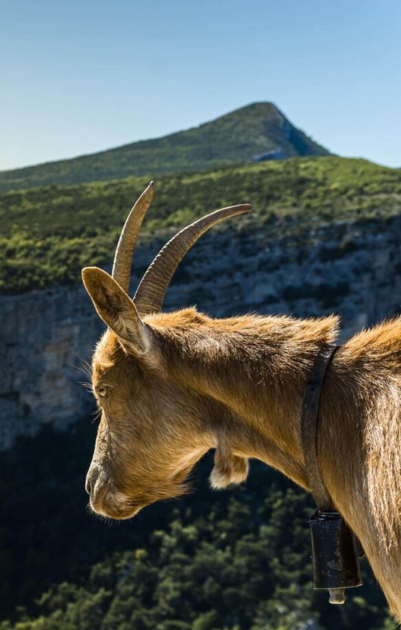 Chèvre dans les gorges du verdon