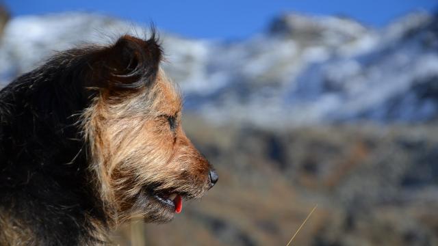 Un chien en rendonnée