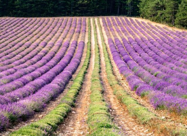 Quarante espèces différentes de lavande sont répertoriées :

Lavande ou Lavandin ? Observez les tiges fleuries :

1 seule fleur au bout d’une seule tige : la lavande vraie s’offre à votre regard

1 tige fleurie sur laquelle poussent deux ramifications fleuries, vous êtes en présence de lavandin (Hybride de l’association Lavande Vraie et Lavande Aspic)