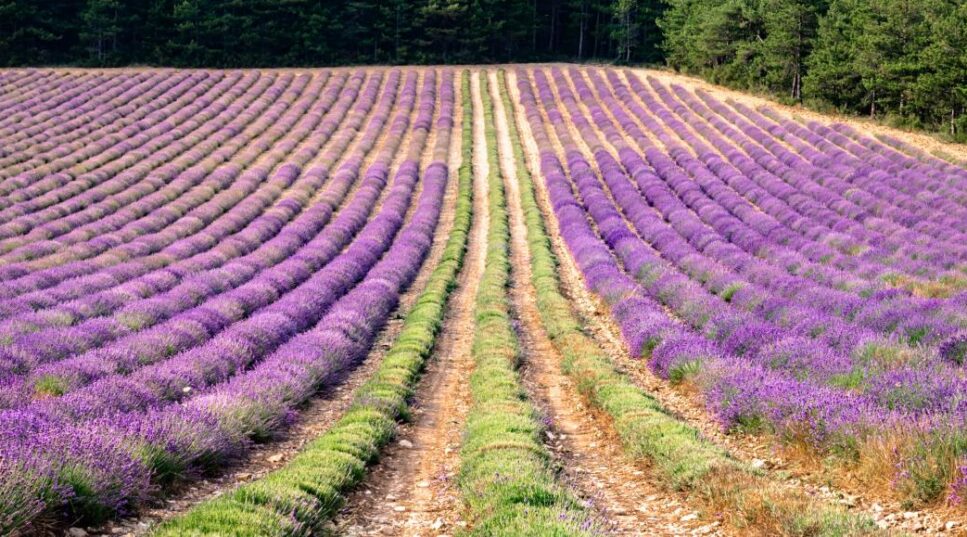 Quarante espèces différentes de lavande sont répertoriées :

Lavande ou Lavandin ? Observez les tiges fleuries :

1 seule fleur au bout d’une seule tige : la lavande vraie s’offre à votre regard

1 tige fleurie sur laquelle poussent deux ramifications fleuries, vous êtes en présence de lavandin (Hybride de l’association Lavande Vraie et Lavande Aspic)