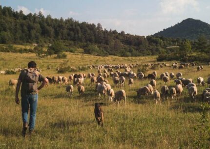 Une ambiance provençale dans le verdon