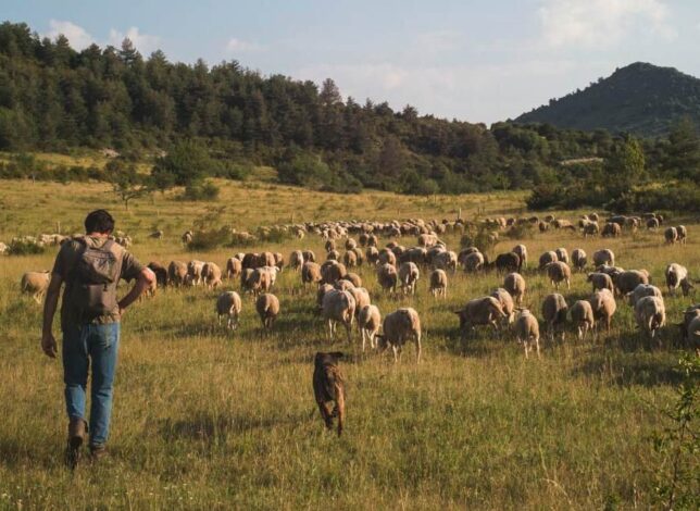 Une ambiance provençale dans le verdon