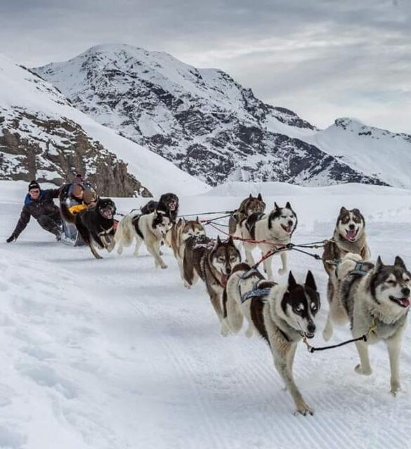 Balade en chien de traineau