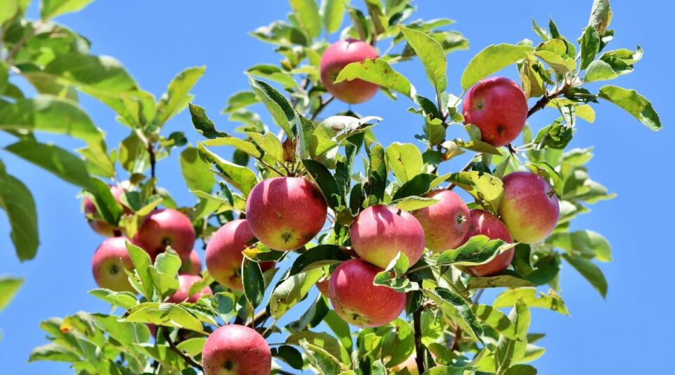 Les pommiers et jus de fruits