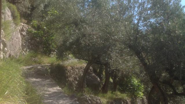 Randonnées au cœur des oliveraies