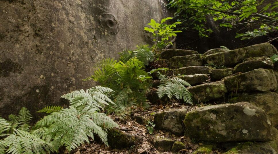 Esxalier sur le sentier des grés