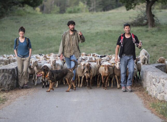 La transhumance une forme de pastoralisme