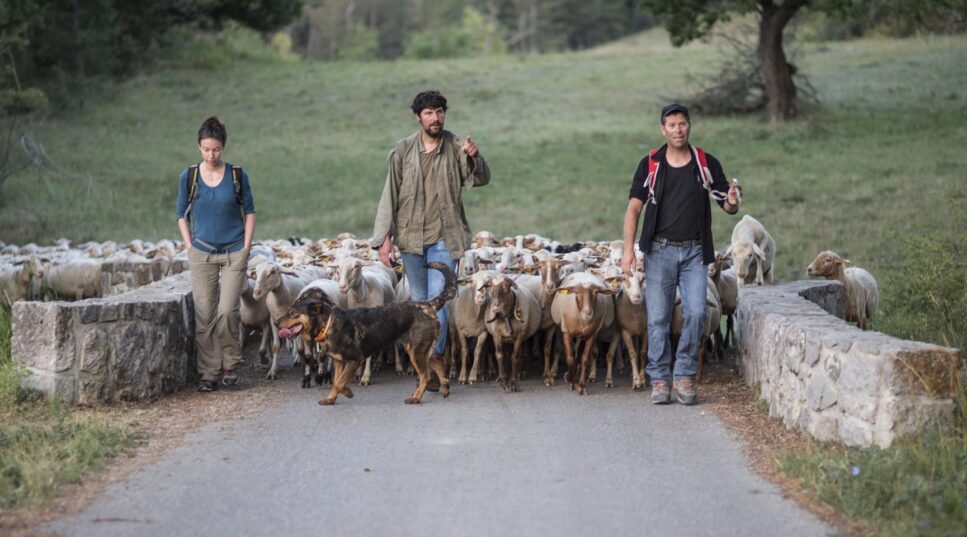 La transhumance une forme de pastoralisme