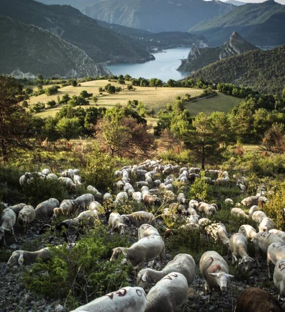 Les moutons remontent les prairies