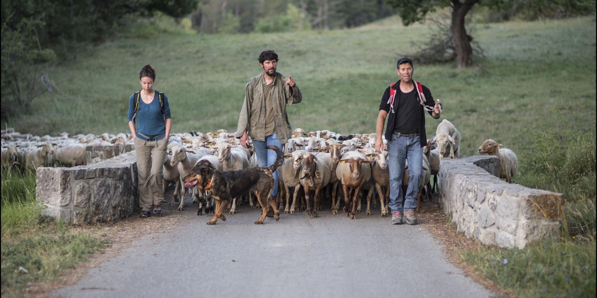 La transhumance une forme de pastoralisme