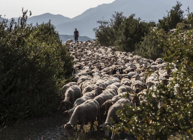 Berger et troupeau de moutons sur un sentier du Verdon