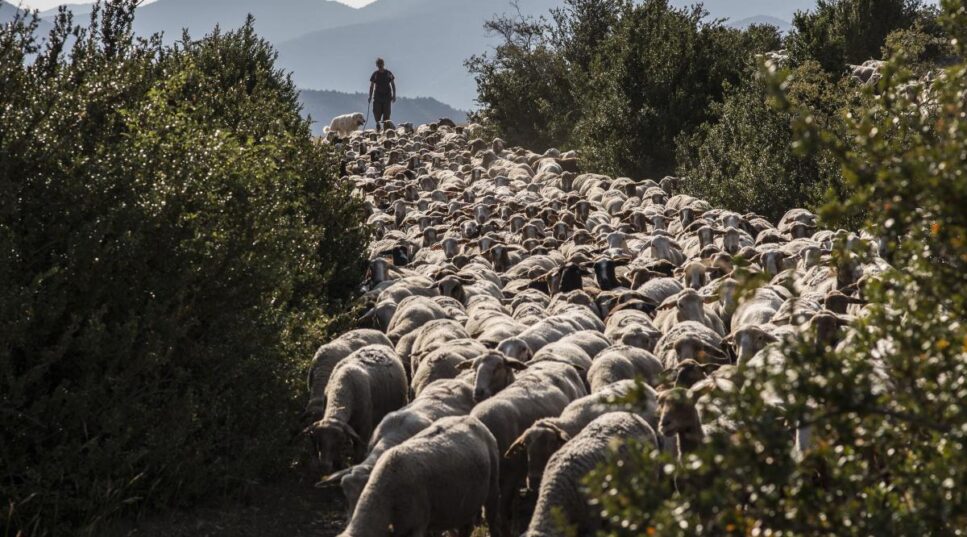 La Transhumance