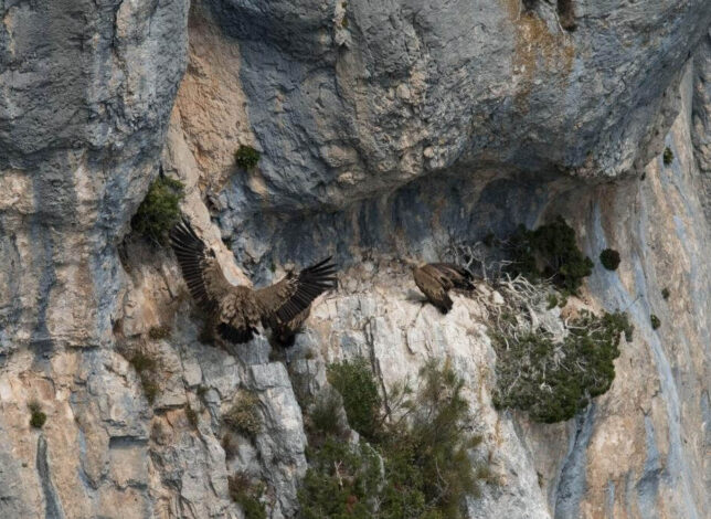 Vautours sur les roches des gorges du verdon