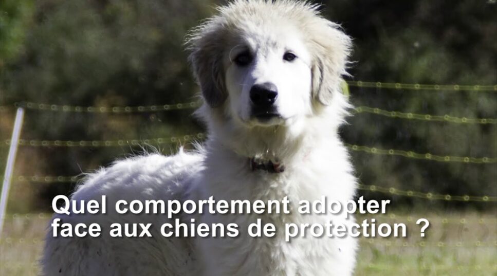 Capture d'écran vidéo sur le comportement à adopter avec un chien de garde