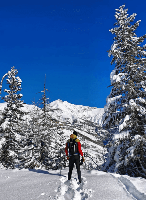 Randonneur de dos observant les montagnes enneigées, entouré d'arbres couverts de neige.