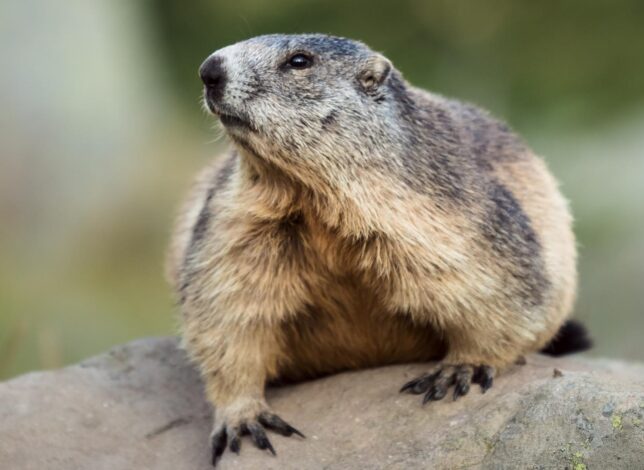 Marmotte du lac d'Allos