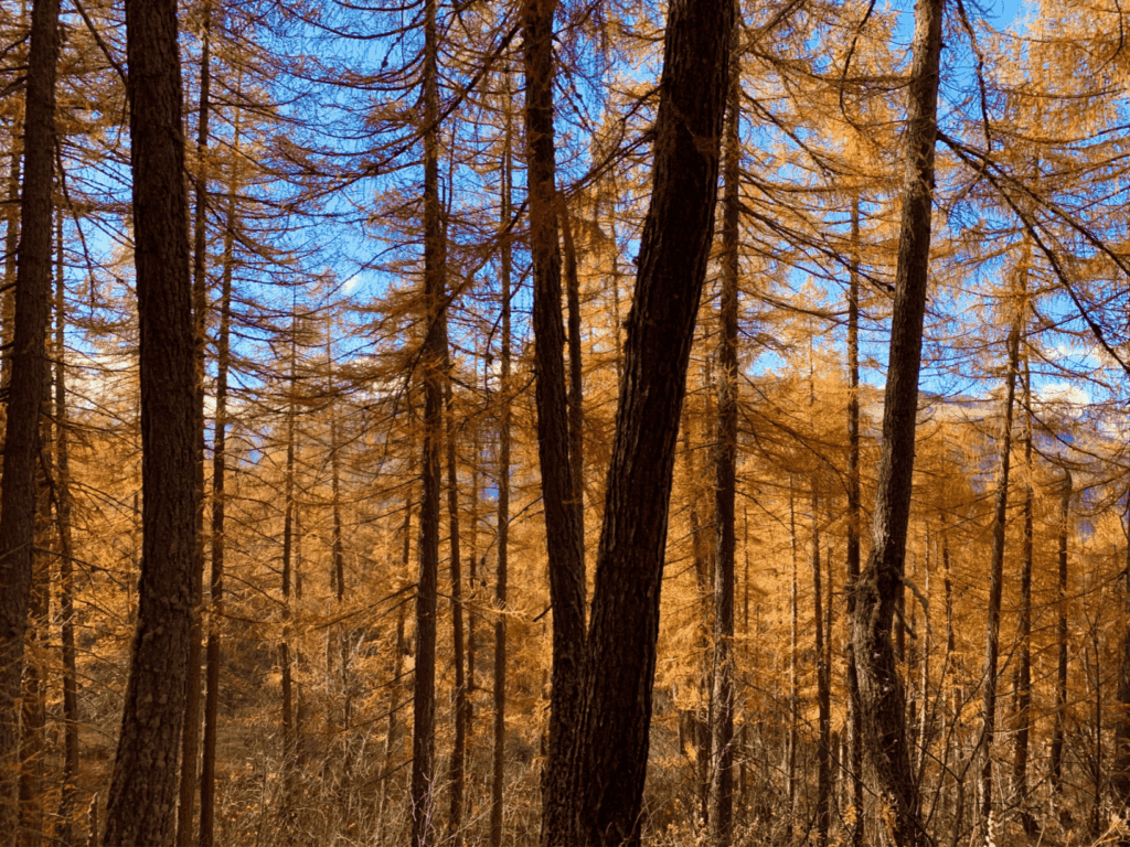 Une forêt de mélèzes sur le territoire du Verdon