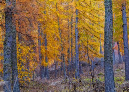 Forets d'automne mélèzes dans le Verdon à Colmars les Alpes.