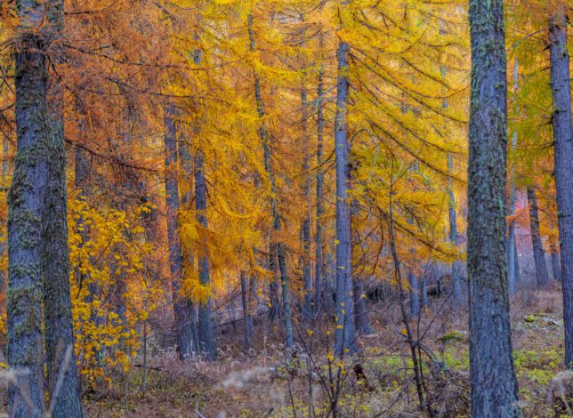 Forets d'automne mélèzes dans le Verdon à Colmars les Alpes.