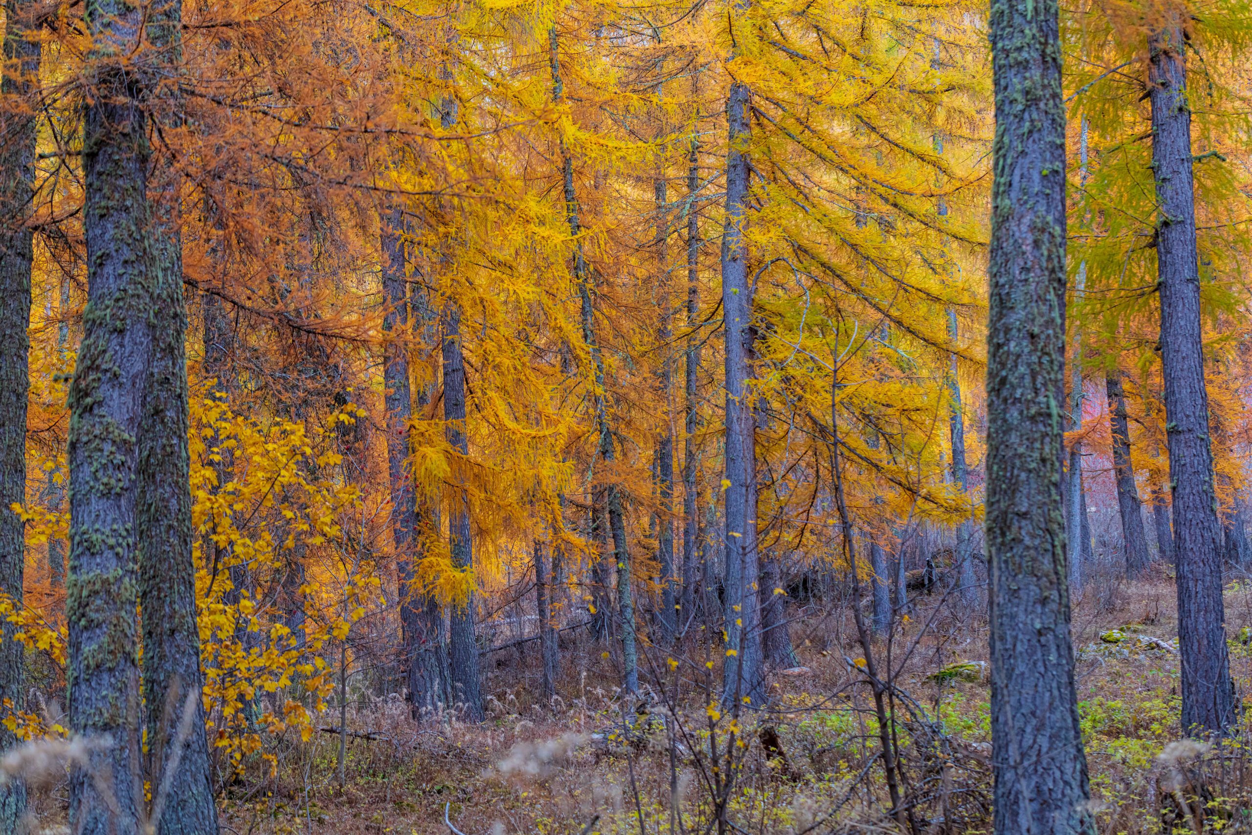 Forets d'automne mélèzes dans le Verdon à Colmars les Alpes.