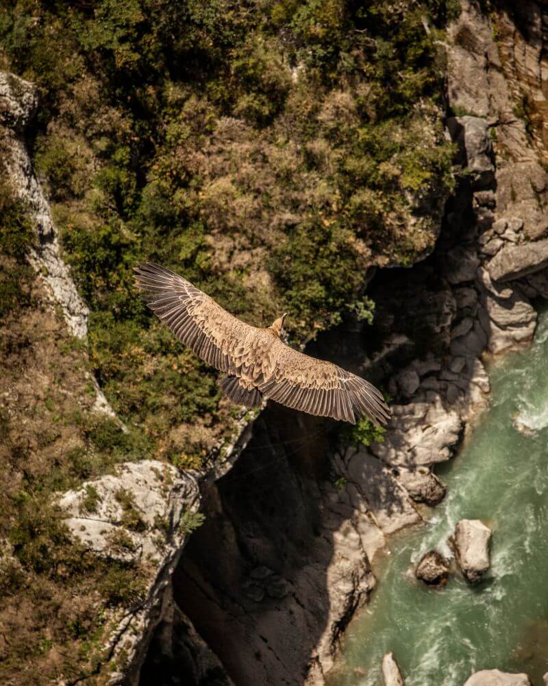 A griffon vulture soaring over the Gorges du Verdon with the cliffs in the background.