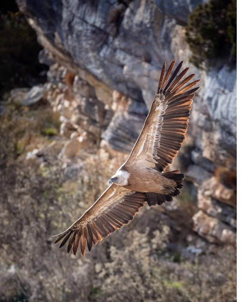 Close-up of a griffon vulture, emblem of the Gorges du Verdon.
