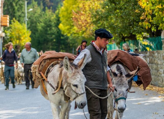 Transhumance - évènement à Colmars les alpes