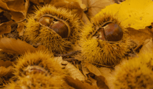 11-Cards-menu_du-verdon