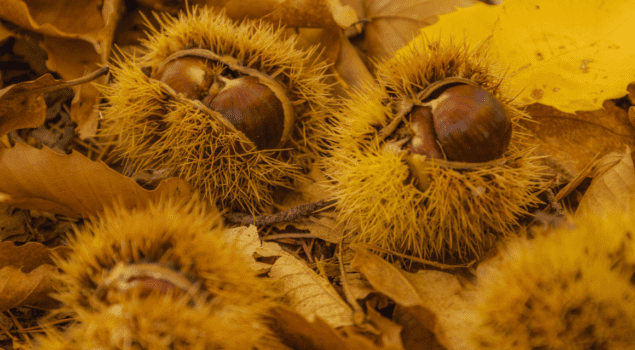 11-Cards-menu_du-verdon