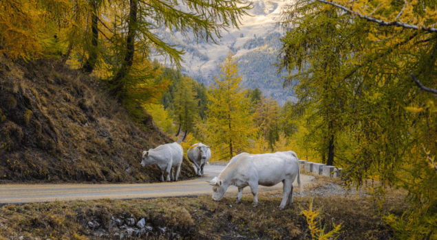 9-Cards-menu_du-verdon