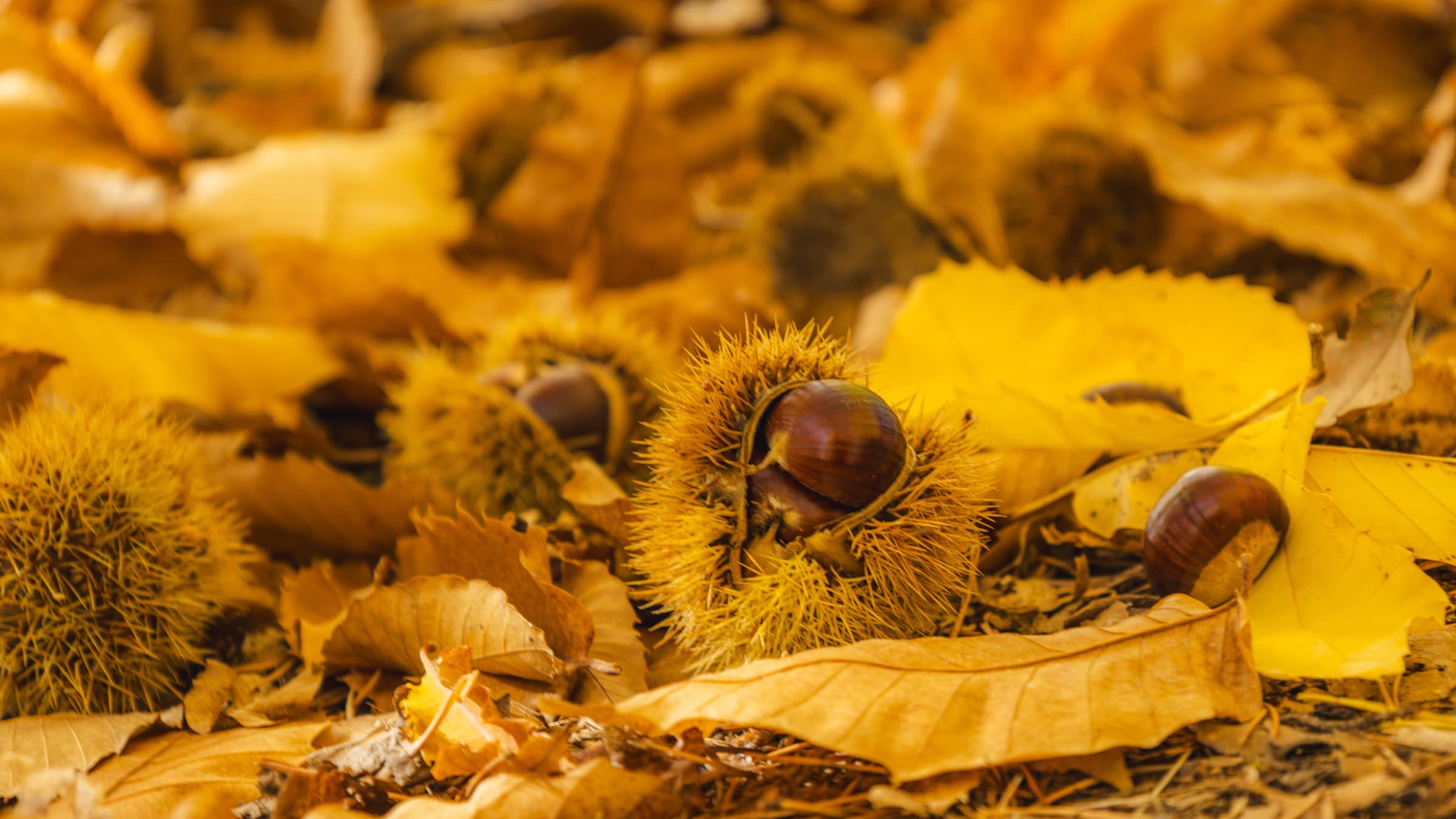 Automne – ©Dylan Blerie