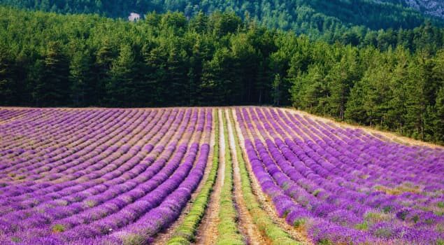 Découvrir le terroir et la lavande dans le Verdon