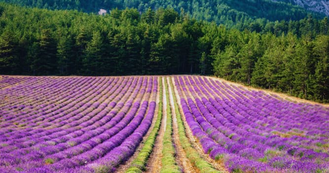 Découvrir le terroir et la lavande dans le Verdon