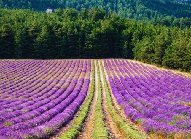 Champ de lavande en fleurs dans le Verdon en été