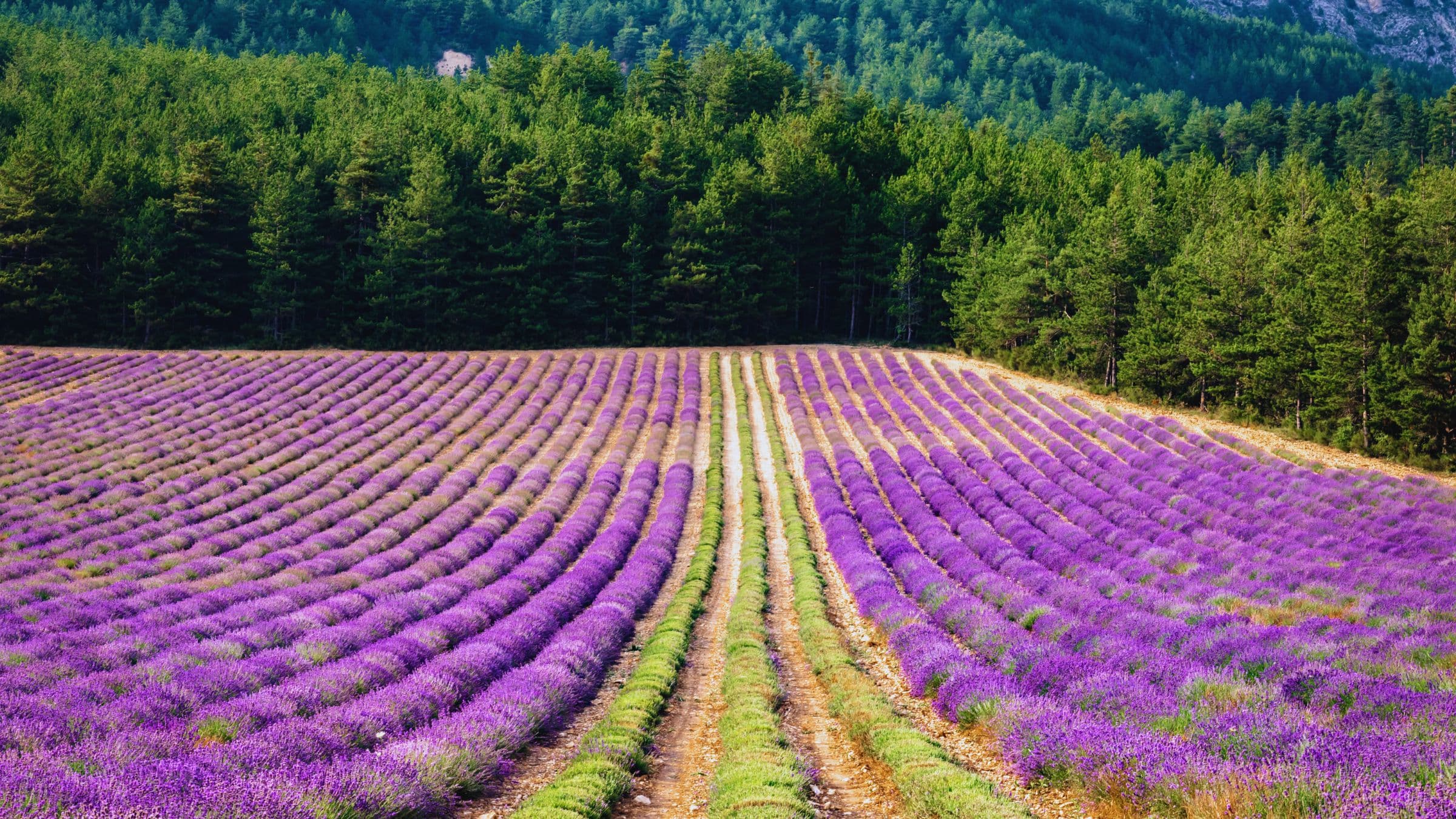 La lavande – Plateau de lavande en floraison